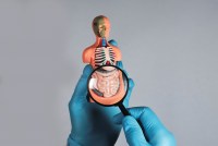 A gloved hand holds a magnifying glass to miniature model of the human body, focusing on the gastrointestinal system.