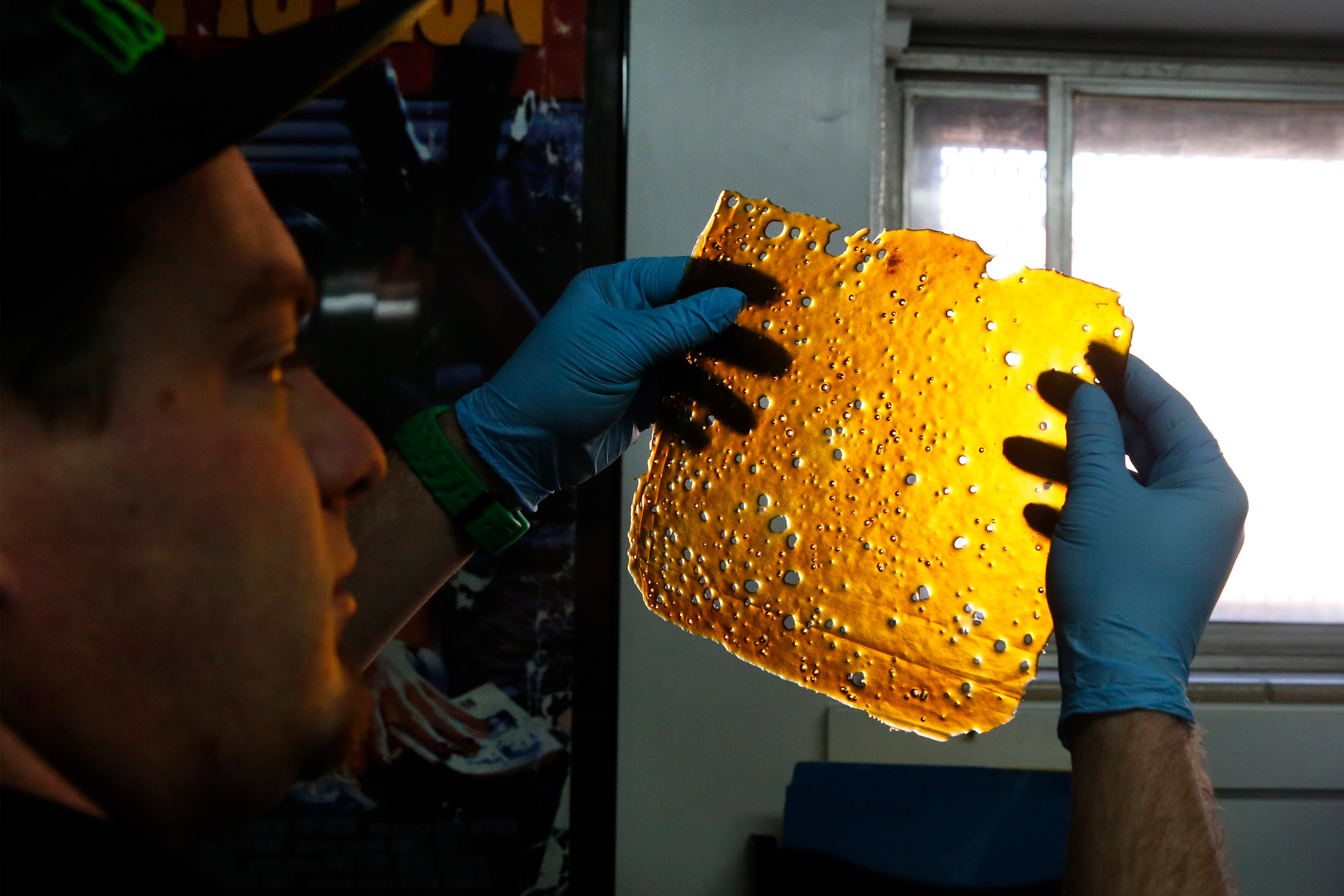 A photo of a man holding an amber sheet of crystallized THC concentrate in gloved hands up to the light.