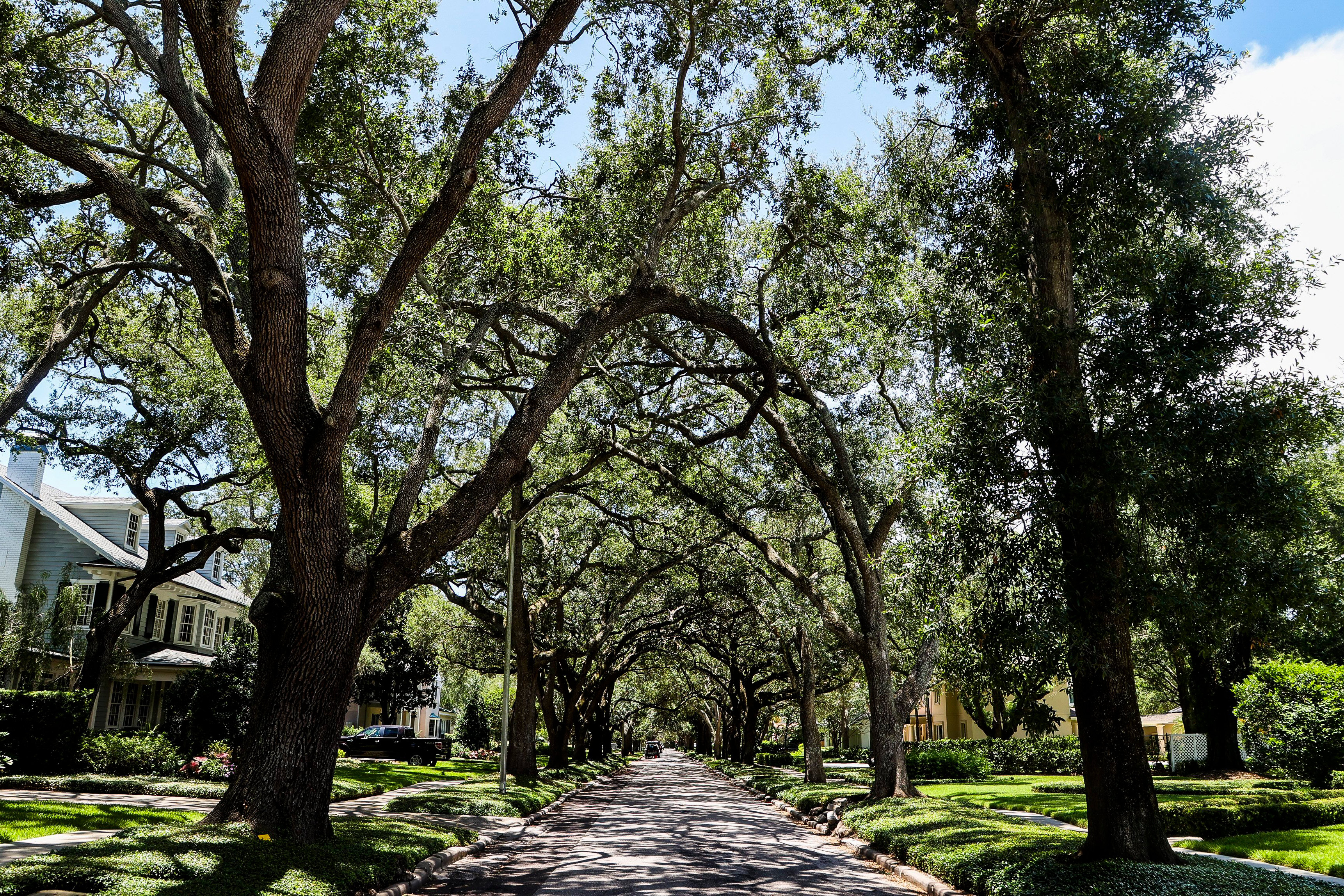 A photo of a shaded neighborhood street lined with several trees.