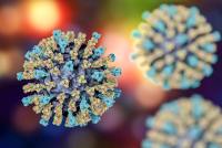 An illustration of the measles virus.