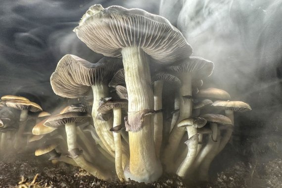 A cluster of mushrooms grow from soil as mist swirls around them.