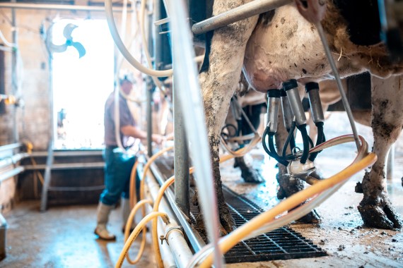 Row of cows are being mechanically milked on a dairy farm. A farmworker is vaguely visible in the distance.