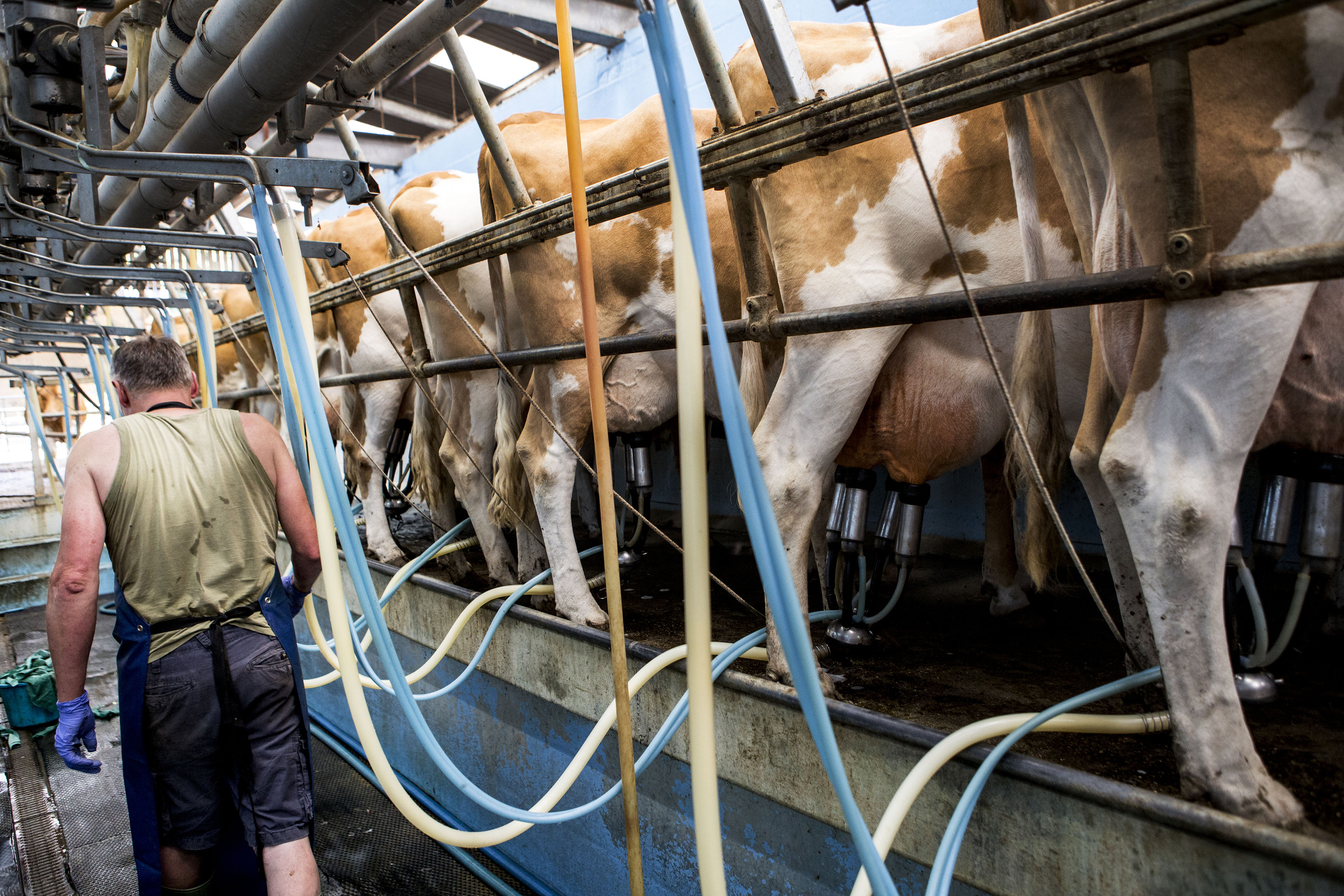 A man wearing apron standing in a cow milking shed walks away from the camera. To his right are rows of cows hooked up to milking machines.