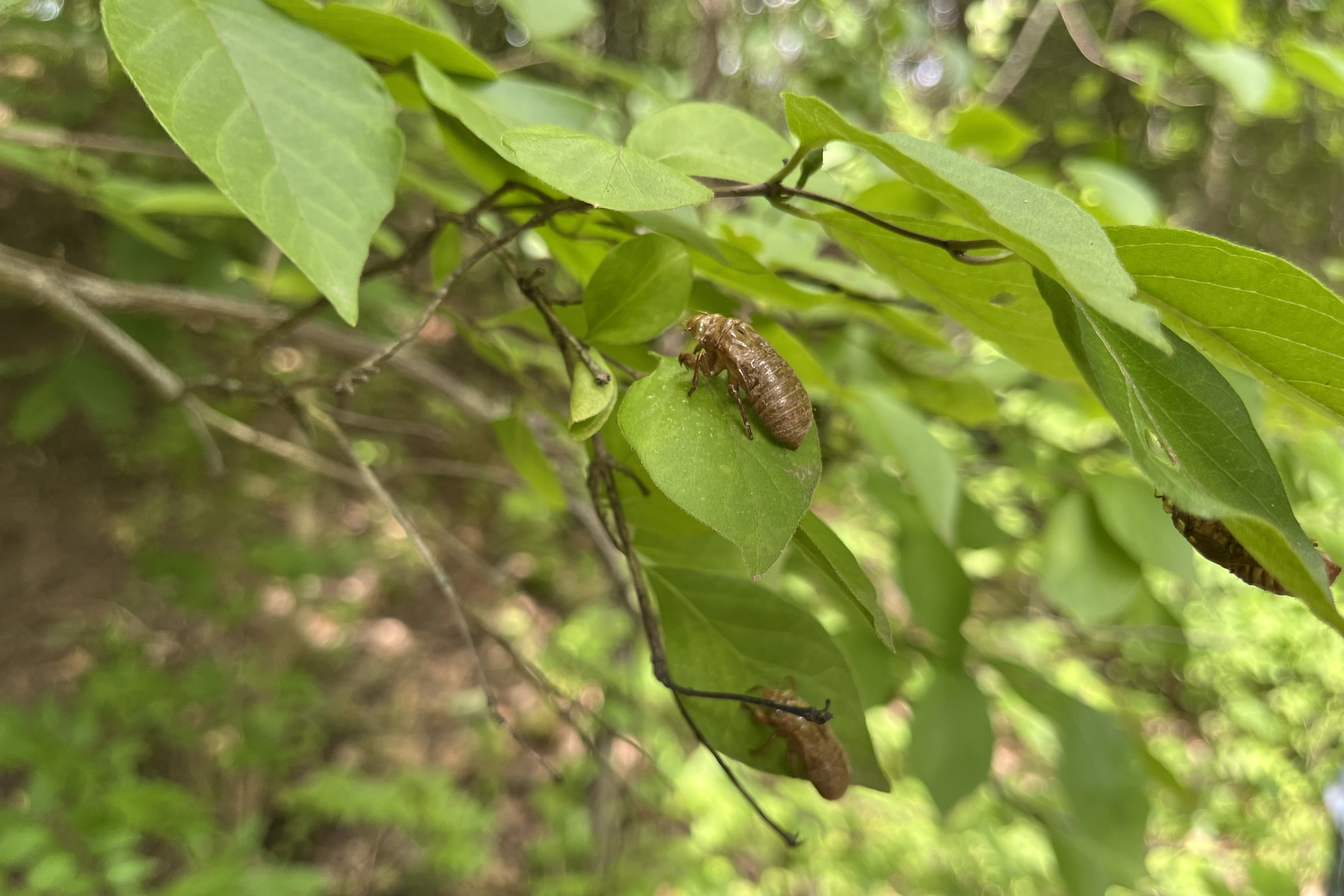 Cicada exoskeletons are attached to a few leaves on a tree branch.