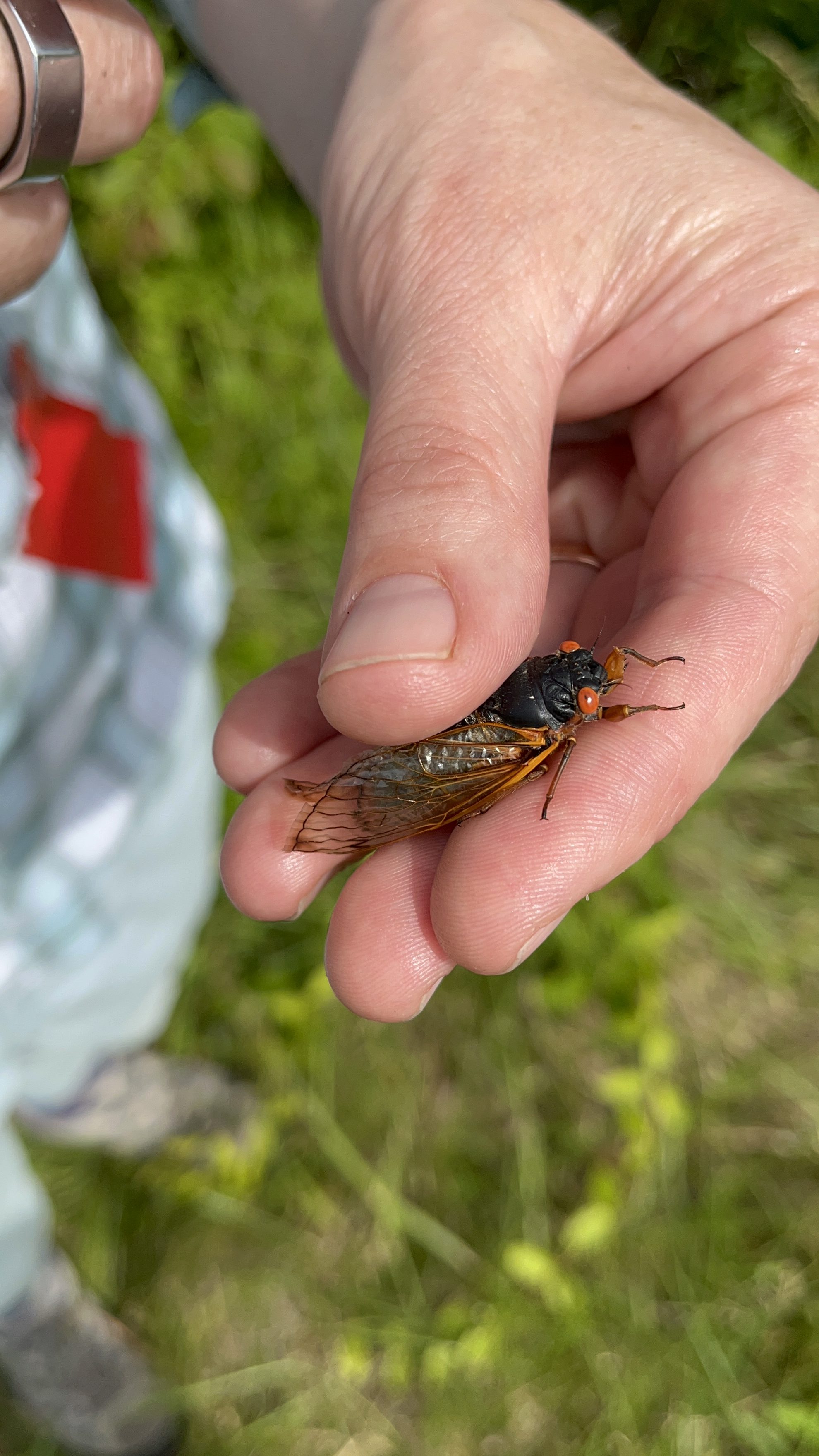 Kasey Fowler-Finn holds a periodical red-eyed cicada between their thumb and the end of their fingers.