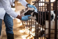 A veterinarian examines the head of a calf in a barn.