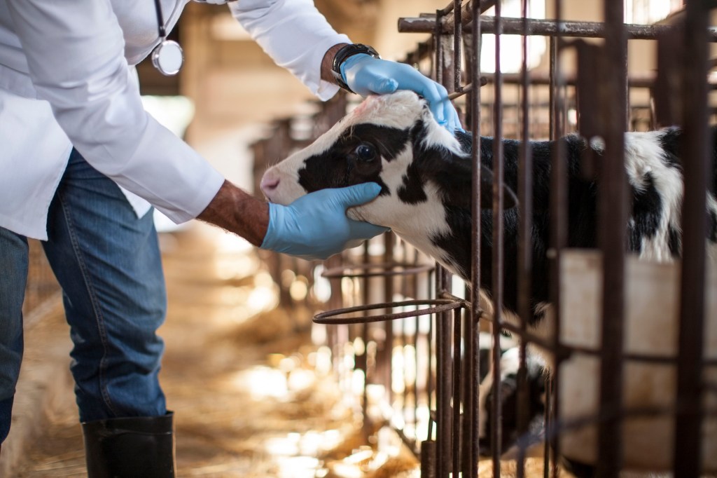 A veterinarian examines the head of a calf in a barn.