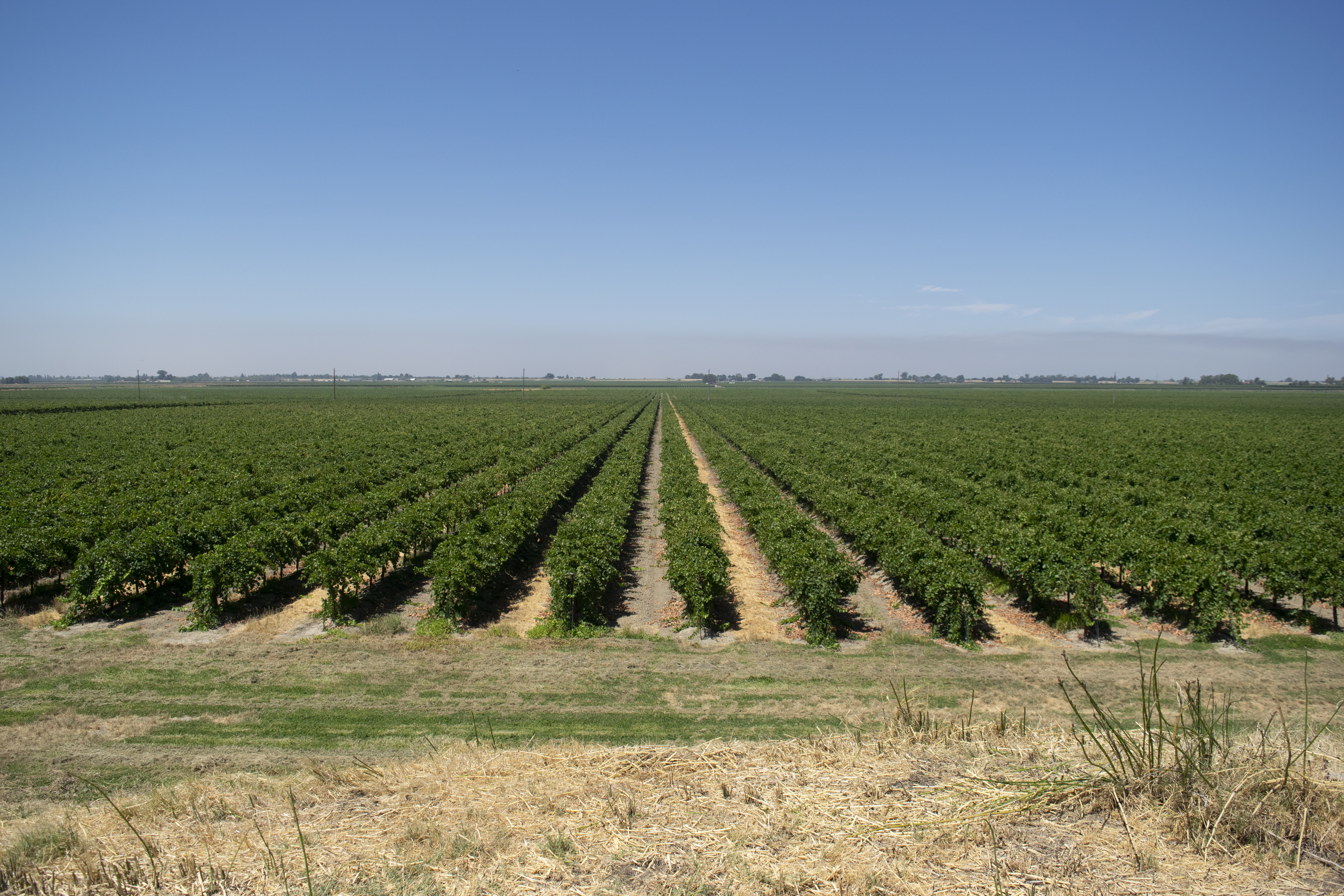 Rows of grape trees in a vineyard