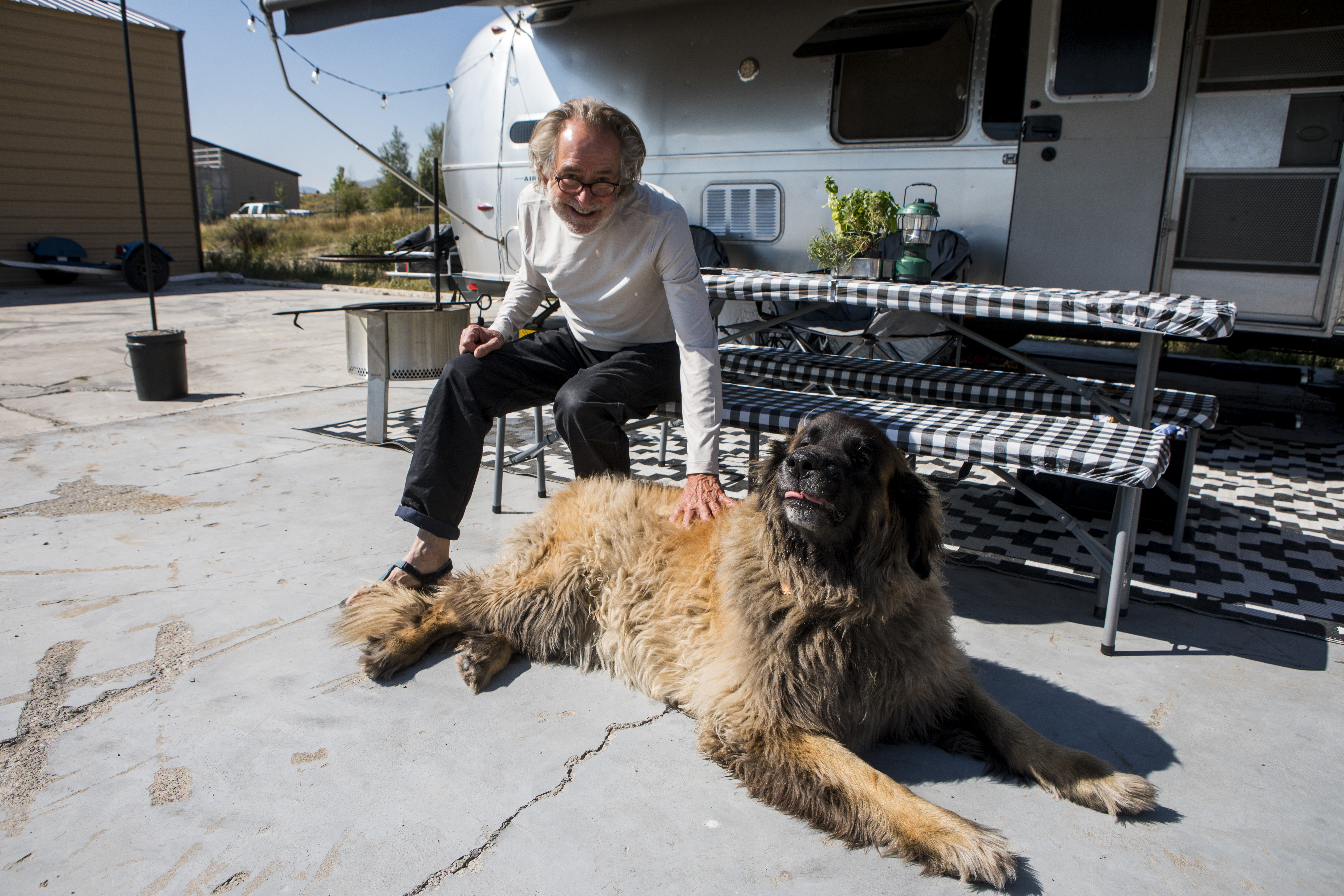 A man in a white long sleeved t-shirt pets a large brown dog