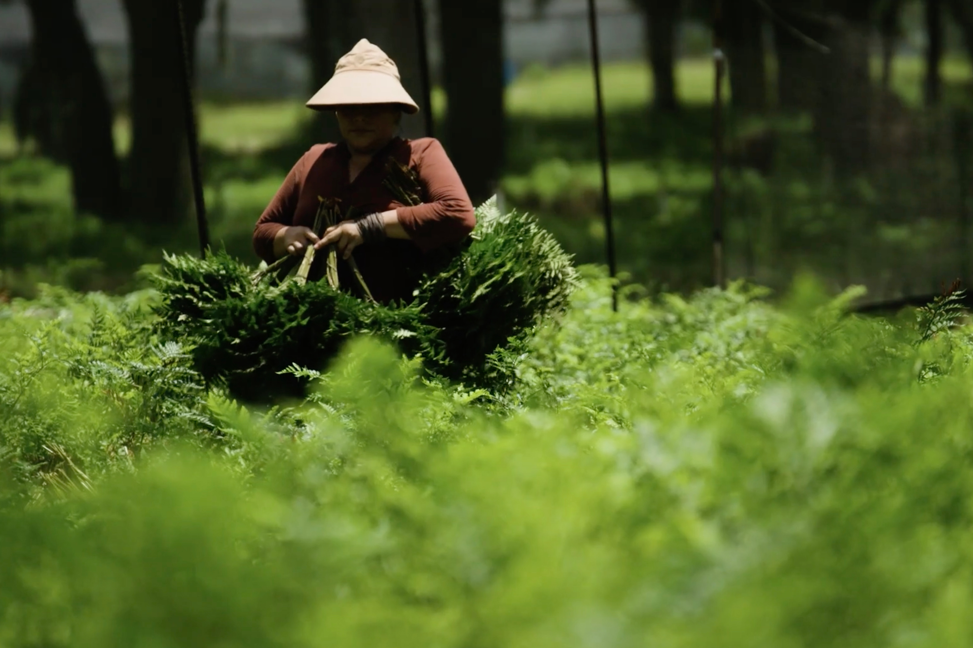 A photo of a worker harvesting ferns under bright sunlight.