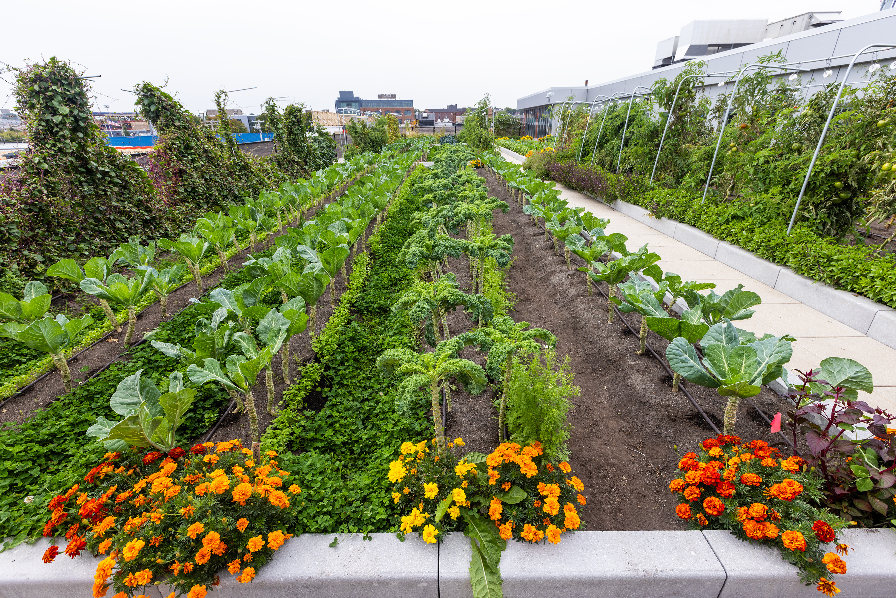 Vegetables grow in neat rows in a rooftop garden.