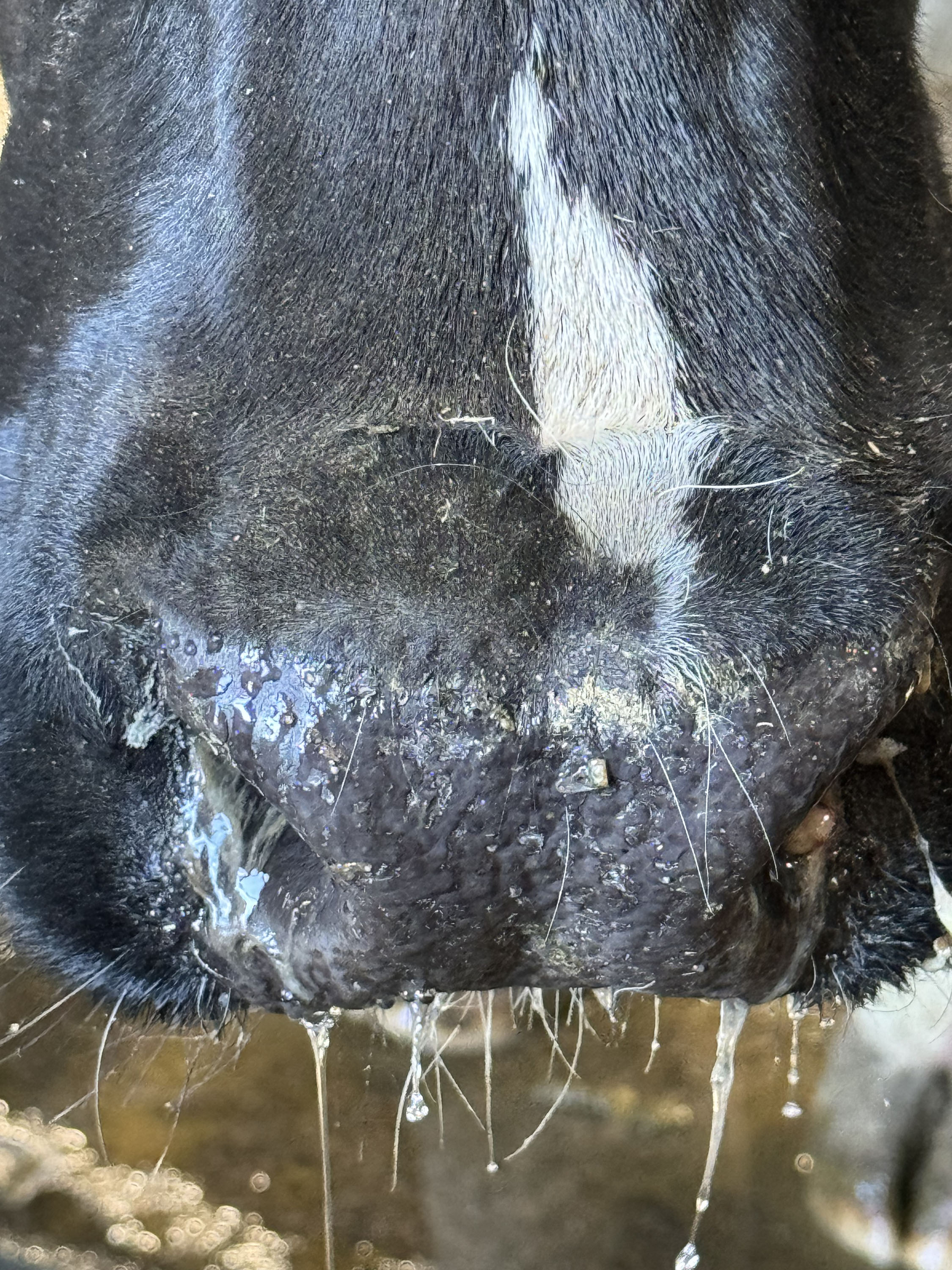 The runny nose of a different dairy cow on a farm with a bird flu outbreak.