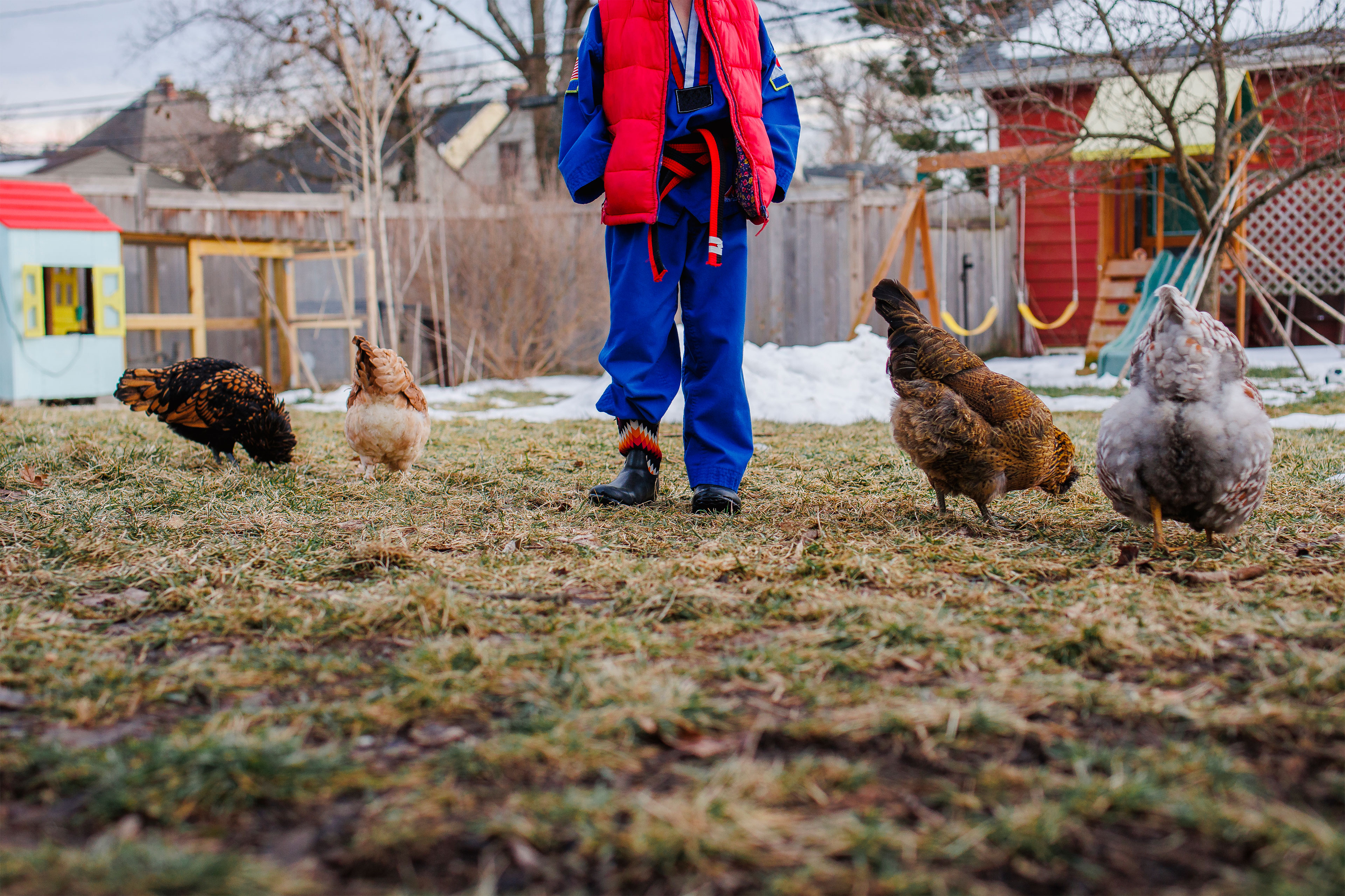 A child wearing read and blue stands on grass in a muddy back yard among four chickens. A chicken coop, playsets, some snow and a fence are in the background. 