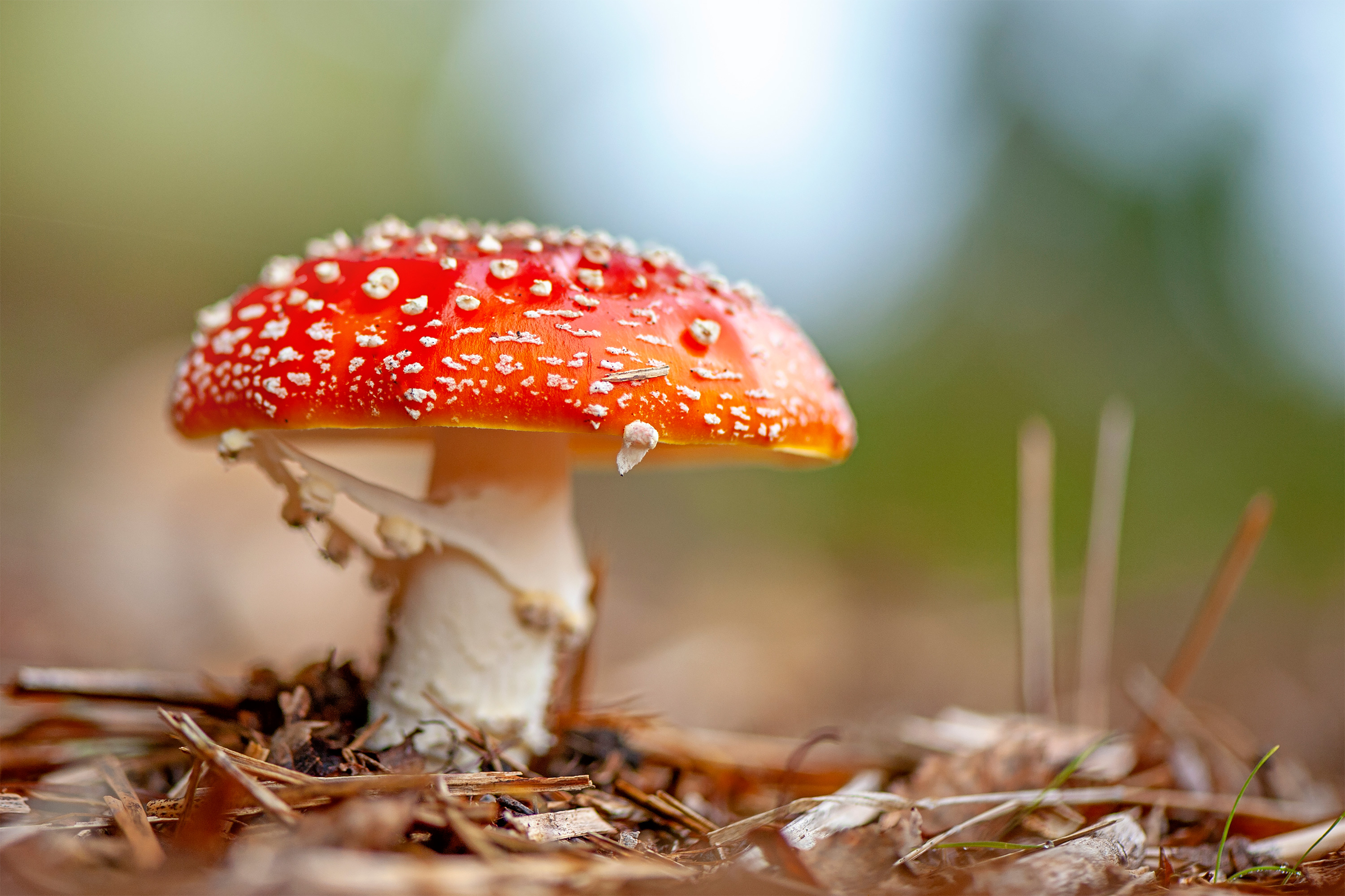 A photo of an Amanita muscaria mushroom growing in the wild. It is red with white spots.