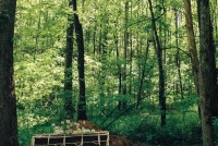A coffin is placed in a forest surrounded by trees