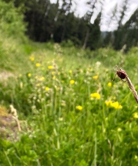 An up close photograph of a Rocky Mountain Wood tick clinging to a tall blade of grass.